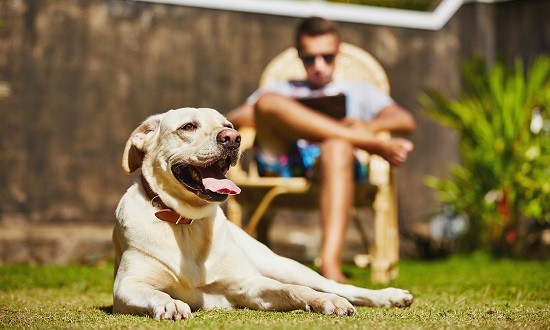 Τα σκυλιά μας κάνουν πιο ευτυχισμένους, πιο υγιείς και περισσότερο fit