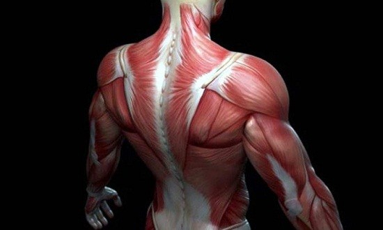 Οι μύες που τους έχεις στην «απ’ έξω» κι όμως είναι σημαντικοί!