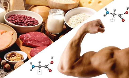Τι προσφέρει η πρωτεΐνη στον οργανισμό;